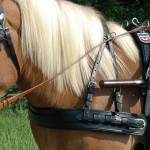 Bricole Euro avec surcou Canter