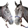 Licol corde Canter - Noir / noir
