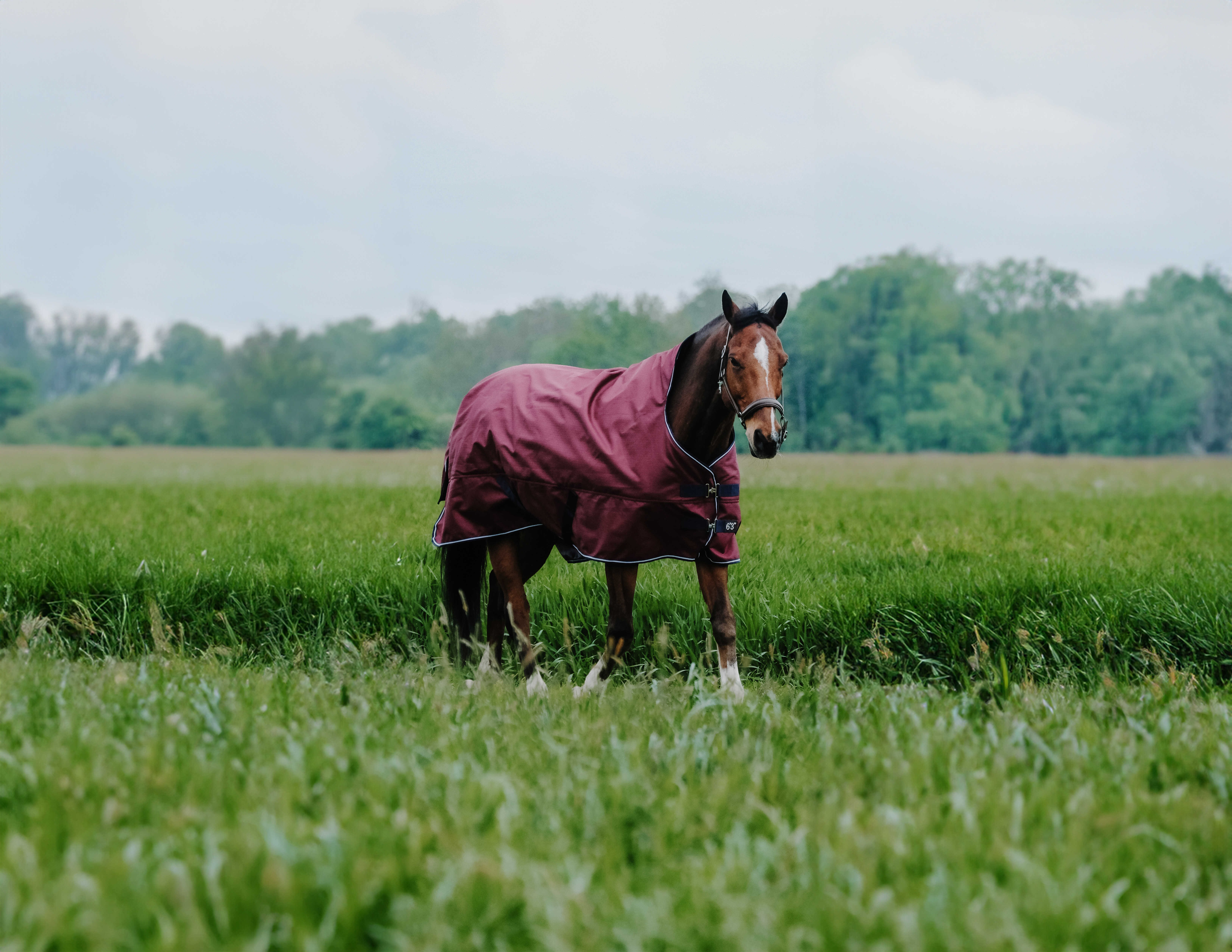 Couverture Equithème TYREX 1200D High Neck Bordeaux