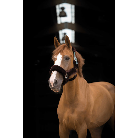 Licol Equithème Teddy