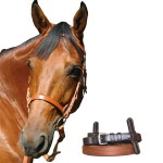 Bride d'entraînement Canter