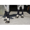 Bandes de polo Riding World Eco - Noir