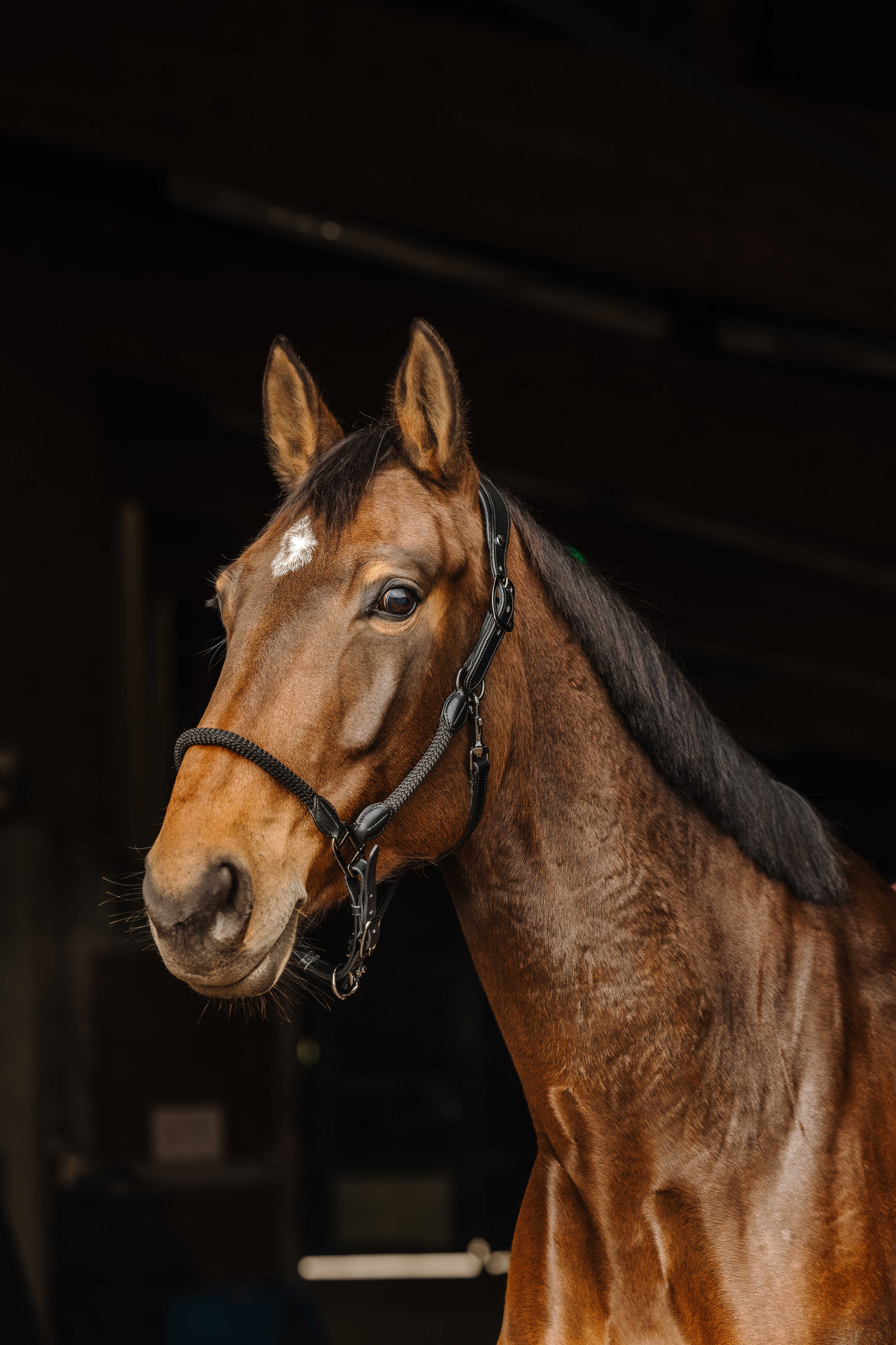 Leren/touw halster Norton Zwart