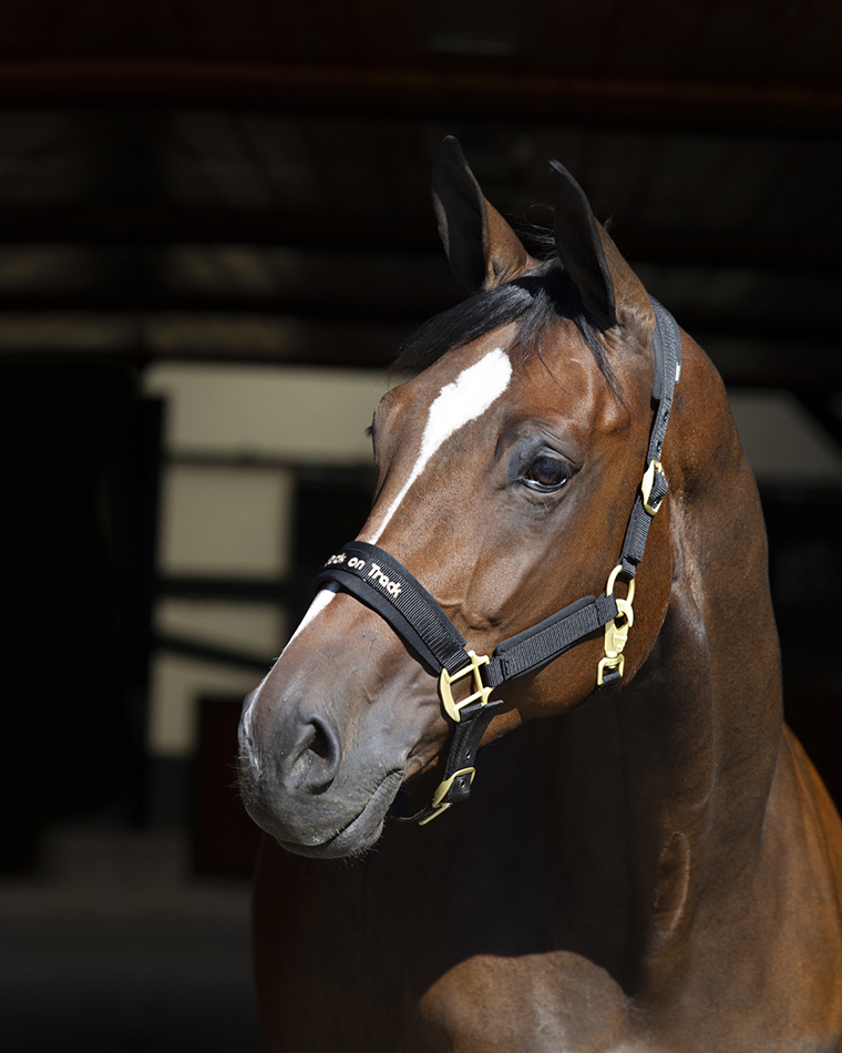 Licol Werano Back On Track Noir