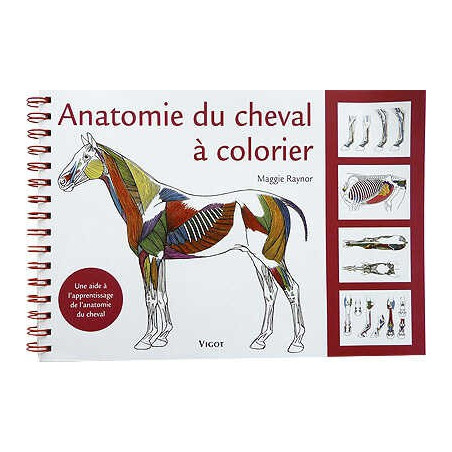 Anatomie du cheval à colorier