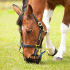 Panier de pâturage Shires Greenguard - Noir