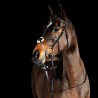 Hoofdstel met kruisneusriem Prescott Horze - Zwart