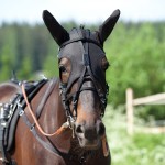 Bonnet avec oreilles Finn-Tack Pro