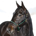 Licol Yankee Finn-Tack nylon 20 mm