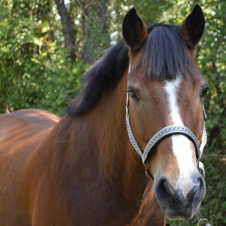 Set halster en longe met vlaggen en beker