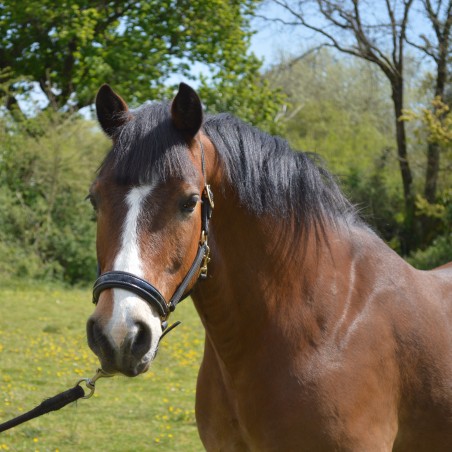 Halster Chetak BRIGHT