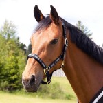 Halster Hamptons Horze