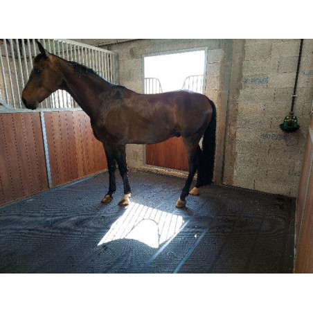 Tapis major - Sol de box