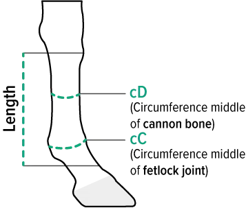Taille canon antérieur equicrown