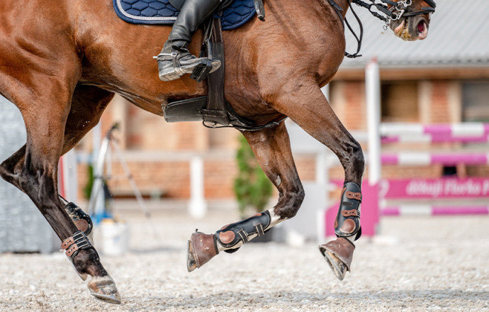 Comment traiter l'arthrose chez le cheval ?