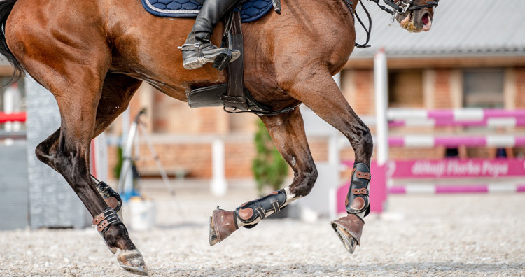 Comment traiter l'arthrose chez le cheval ?