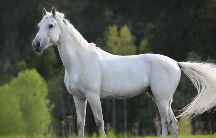Comment entretenir la robe d’un cheval gris ?