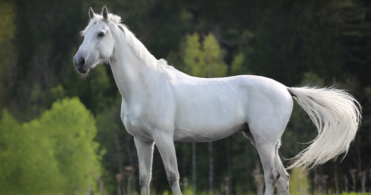 Comment entretenir la robe d’un cheval gris ?