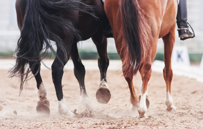 Comment entretenir les sabots d'un cheval ?