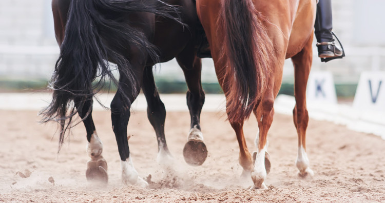 Comment entretenir les sabots d'un cheval ?
