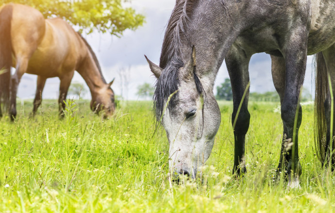 La fourbure chez le cheval
