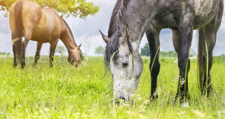 La fourbure chez le cheval