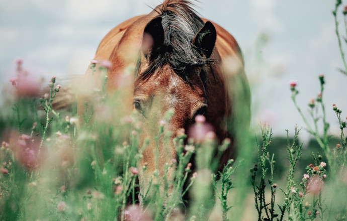 Top 6 des produits anti-insectes cheval