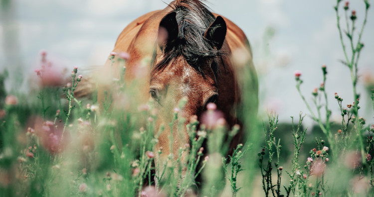 Top 6 des produits anti-insectes cheval