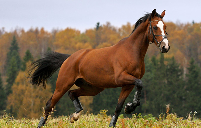 La myopathie atypique chez le cheval, comment la prévenir ?