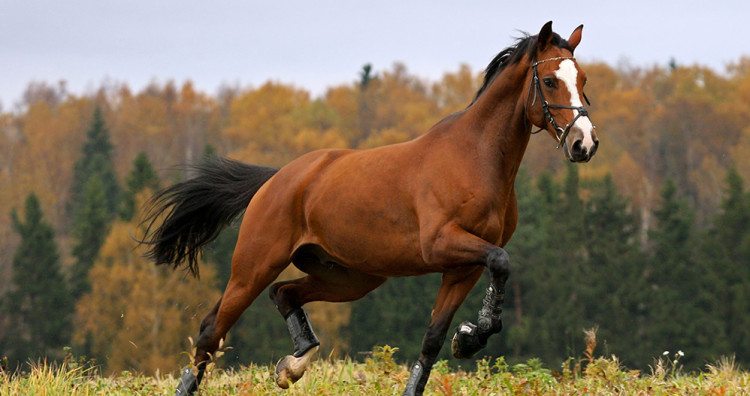 La myopathie atypique chez le cheval, comment la prévenir ?