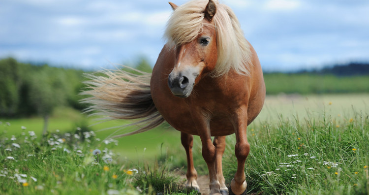 L’obésité et le surpoids chez le cheval