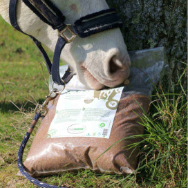 Probiotiques cheval