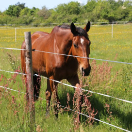 Clôture électrique chevaux