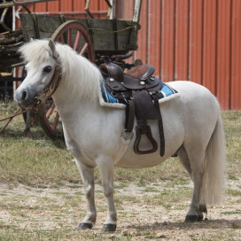 Selle western poney