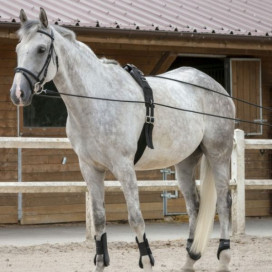 Longues rênes cheval