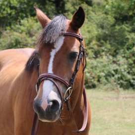 Filet Poney 