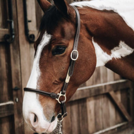 Licol Kentucky cuir