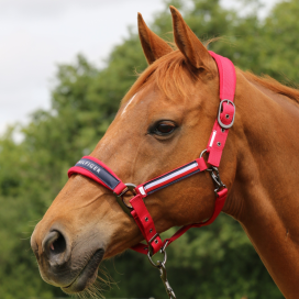 Licol Tommy Hilfiger Equestrian