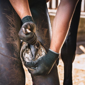 Soldes : maréchalerie