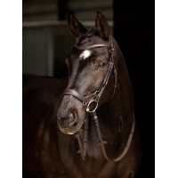 Bridon LeMieux Arika Duitse neusriem Bruin / zilver