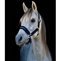 Licol Werano Back On Track Bleu