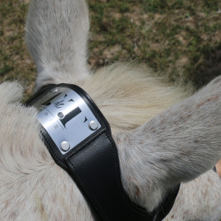 Hoofdstel met brug Raphaël T van T Zwart