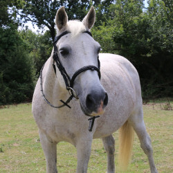 Hoofdstel met brug Raphaël T van T Zwart