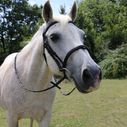 Hoofdstel met brug Raphaël T van T Zwart