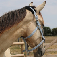 Licol mouton T de T synthétique Beige / naturel