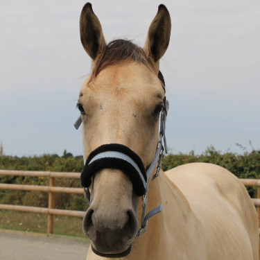 Schapenvacht halster T de T synthetisch Grijs / zwart