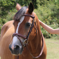 Bridon Kessel T de T têtière triple muserolle combinée Havane foncé Marron