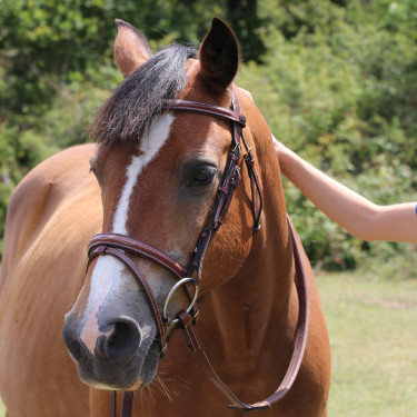 Bridon Kessel T de T têtière triple muserolle combinée Tabac Marron