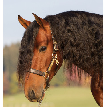 Licol en cuir rembourré Horseware Amigo Licol en cuir rembourré Horseware Amigo