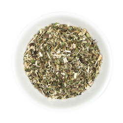 Echinacea hele plant Hilton Herbs